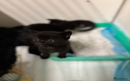 Bengal cats for sale: Bengal cross tabby kittens rare melanistic!!! - Image 5