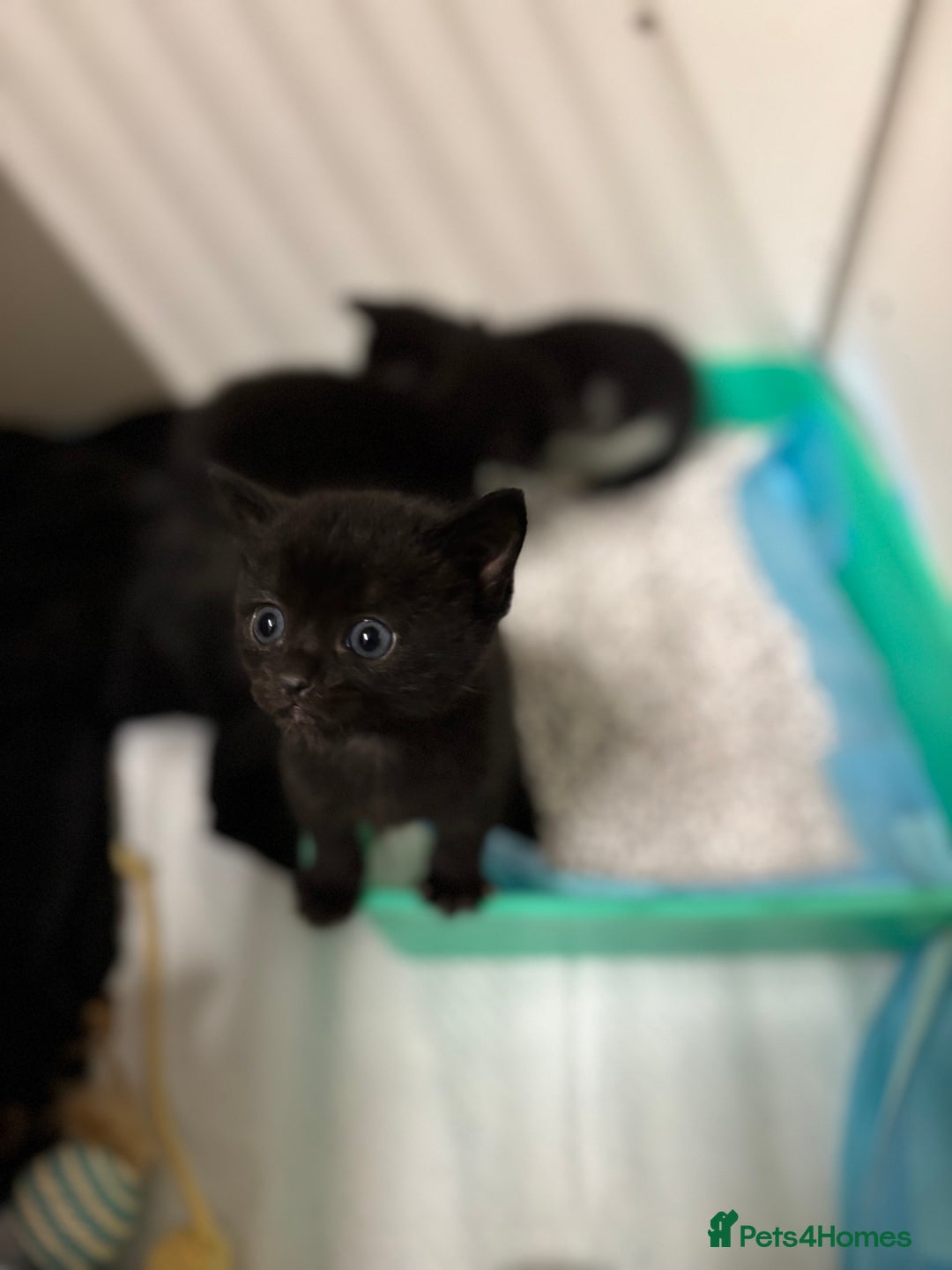 Bengal cats for sale: Bengal cross tabby kittens rare melanistic!!! - Image 5