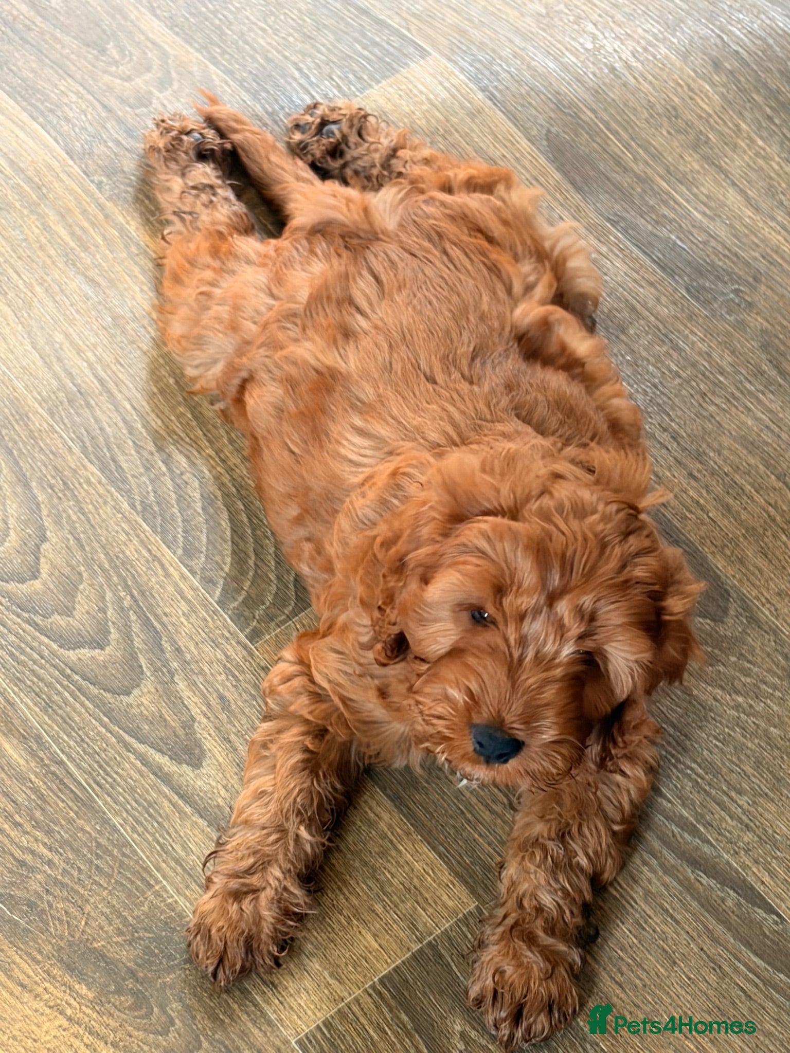 Cockapoo dogs F1 stunning cockapoos  - Advert 2