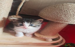 Mixed Breed cats for sale: Ragdoll kitten - Image 3
