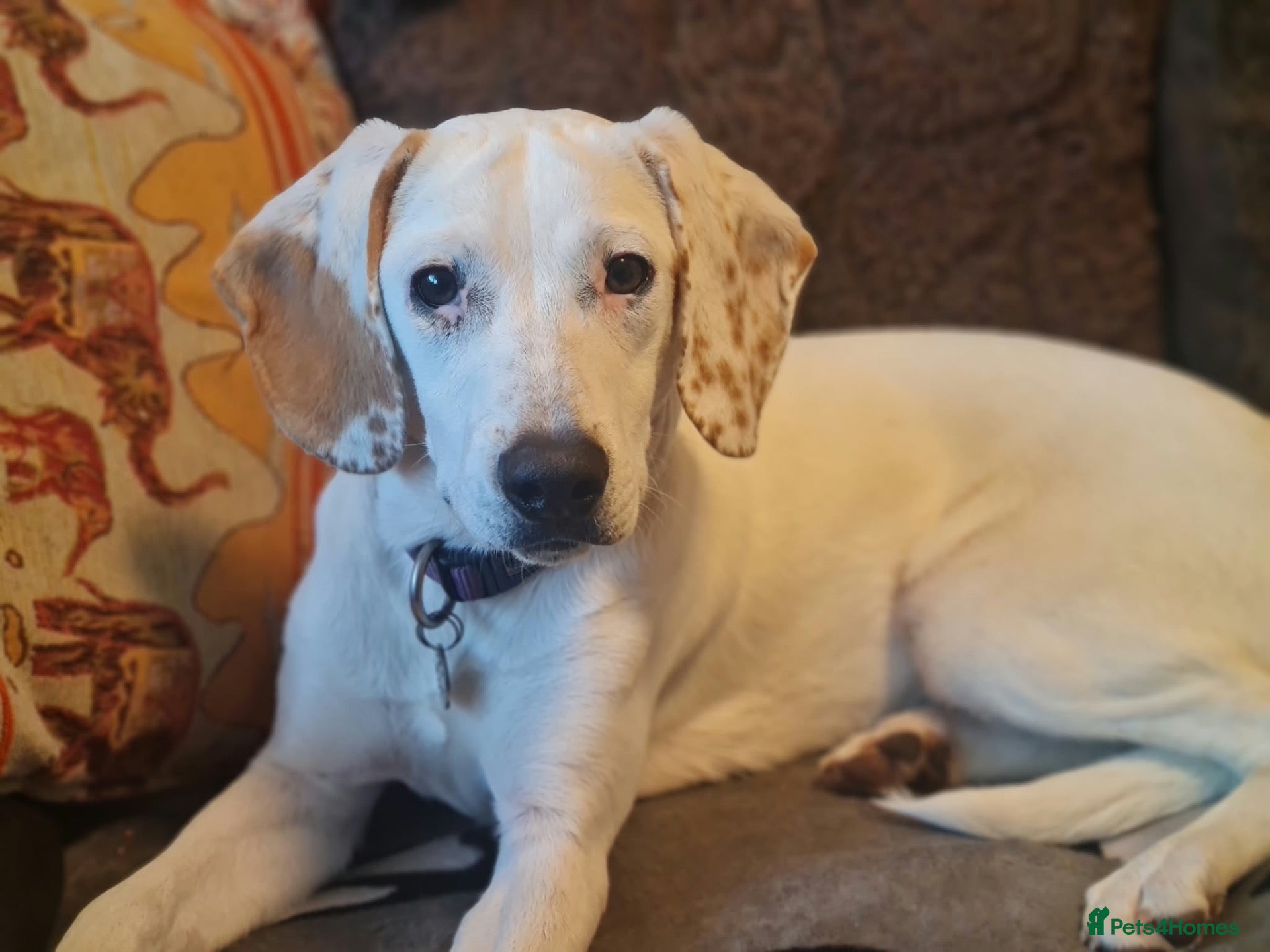 Mixed Breed dogs Handsome Paddy - Advert 2