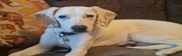 Mixed Breed dogs for sale: Handsome Paddy in Addlestone - Advert 1