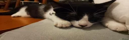 Mixed Breed cats for sale: Male kitten for sale  - Advert 3