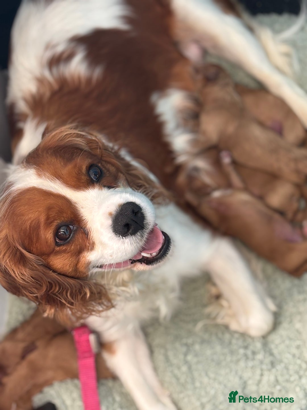 Cavapoo dogs for sale: King Charles Cavalier x Cavapoo - Image 19