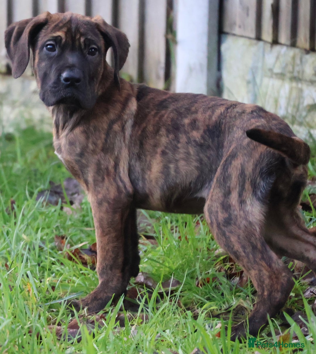 Presa Canario dogs for sale: Presa Canario Puppies (Recognised Breeder) - Advert 17