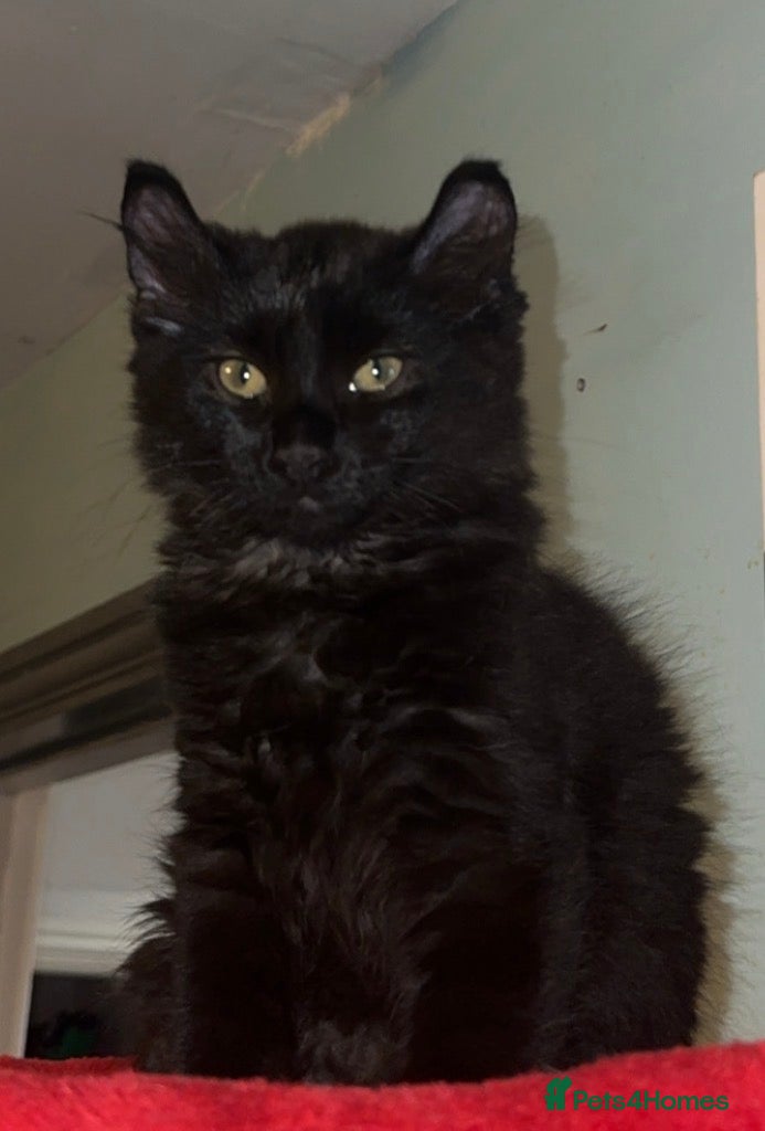 Mixed Breed cats Price lowered for beautiful girl 💙 - Advert 12