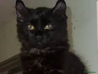 Mixed Breed cats Price lowered for beautiful girl 💙 - Advert 12