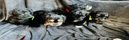 Cockapoo dogs for sale: Cockapoo puppies  in Bristol - Advert 2