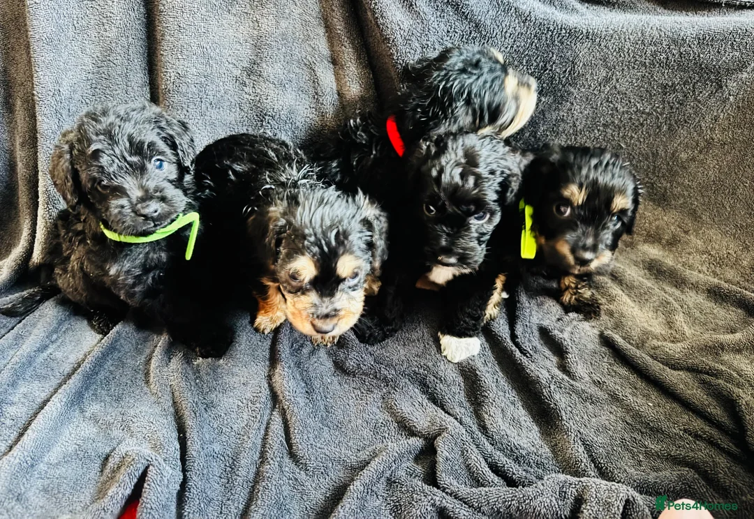 Cockapoo dogs for sale: Cockapoo puppies  in Bristol - Advert 2