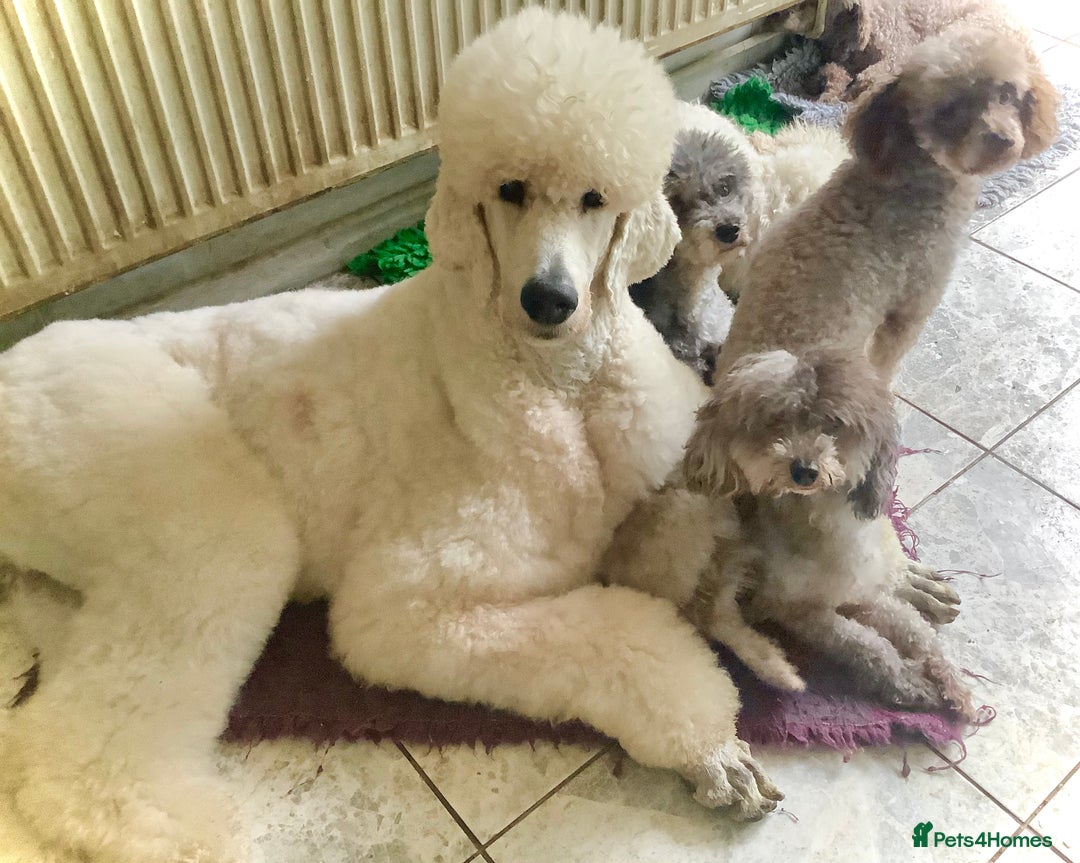 Standard Poodle dogs for sale: KC Standard Poodle Puppies - Image 4