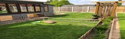 Tortoise reptiles for sale: Two sulcata tortoises - Advert 11