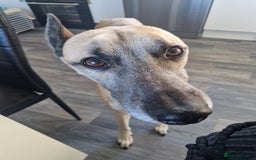 Lurcher dogs for sale: sadly im having to rehome and dont want £75  - Advert 2