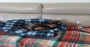 Border Terrier dogs - Advert 3