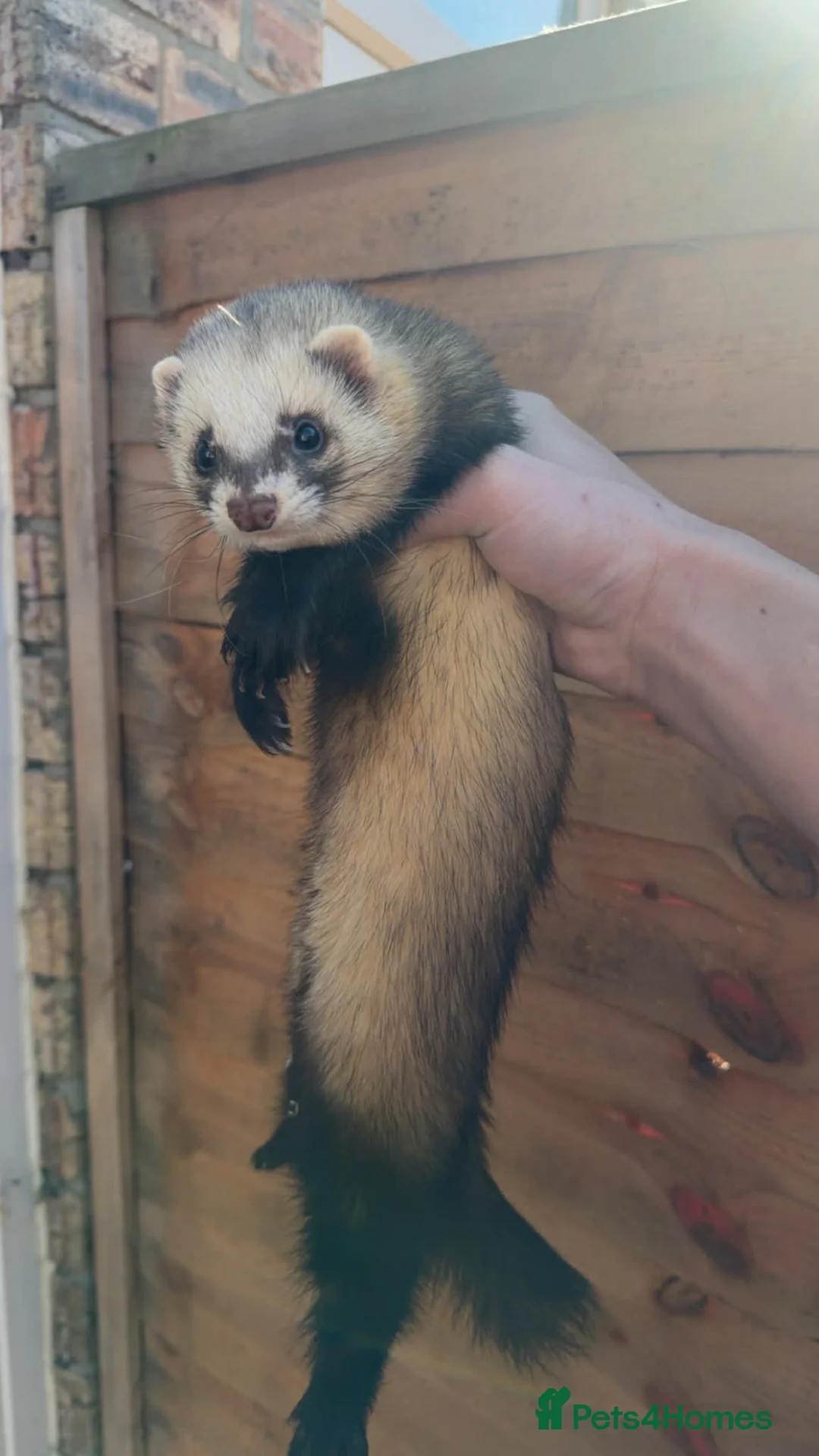 Ferret rodents for sale: Rehoming 2x male ferrets  - Advert 3
