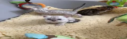 Bengal cats for sale: TICA Pedigree Bengal Kittens Snow & Brown  - Advert 13