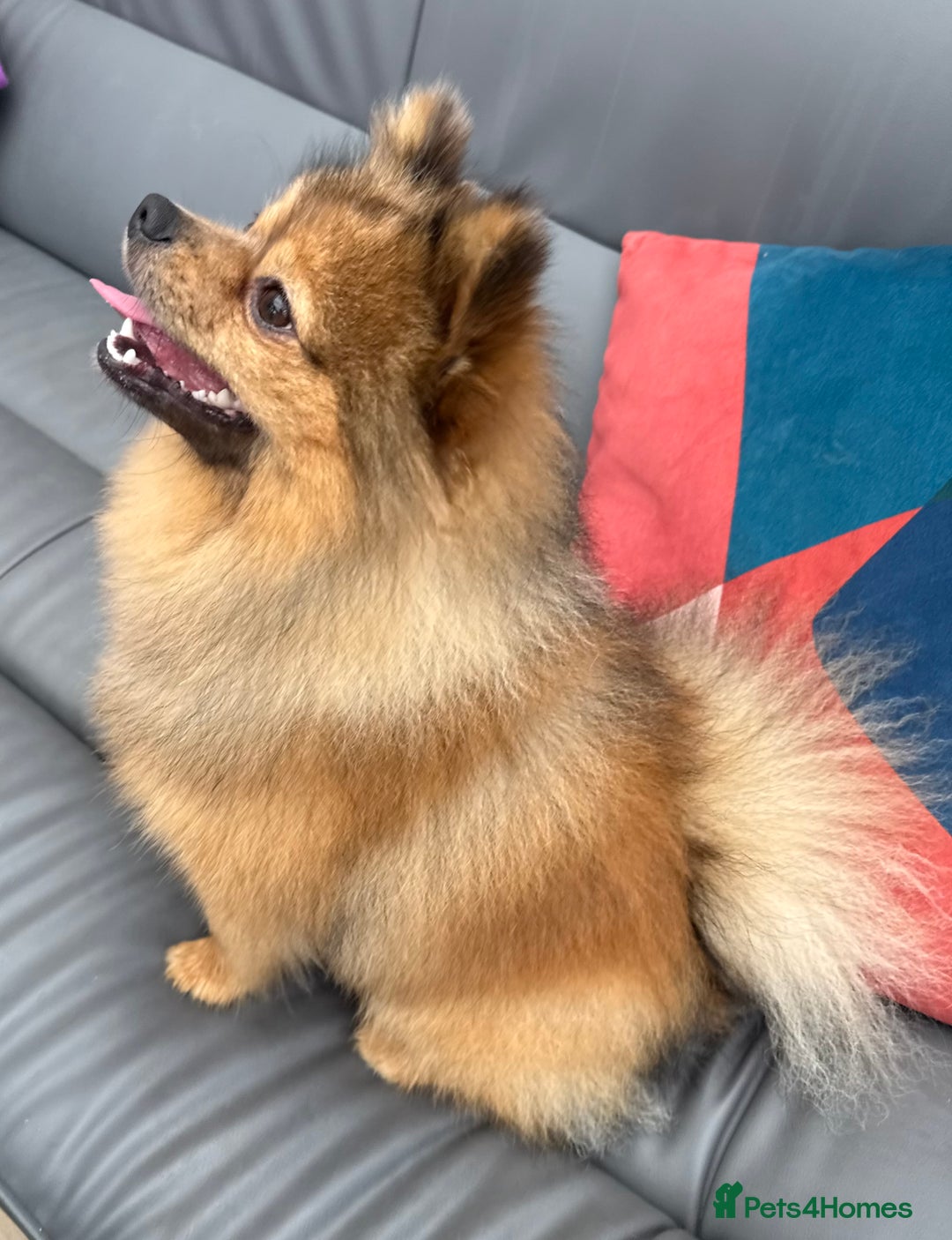 Pomeranian dogs for sale: Very fluffy Orange Sable Pomeranian boy  - Advert 12