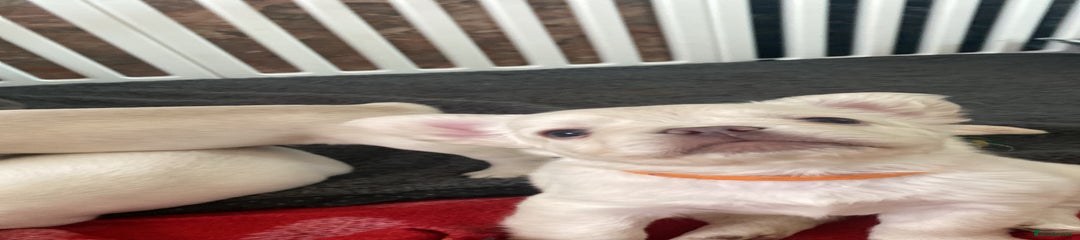 French Bulldog Puppy 4