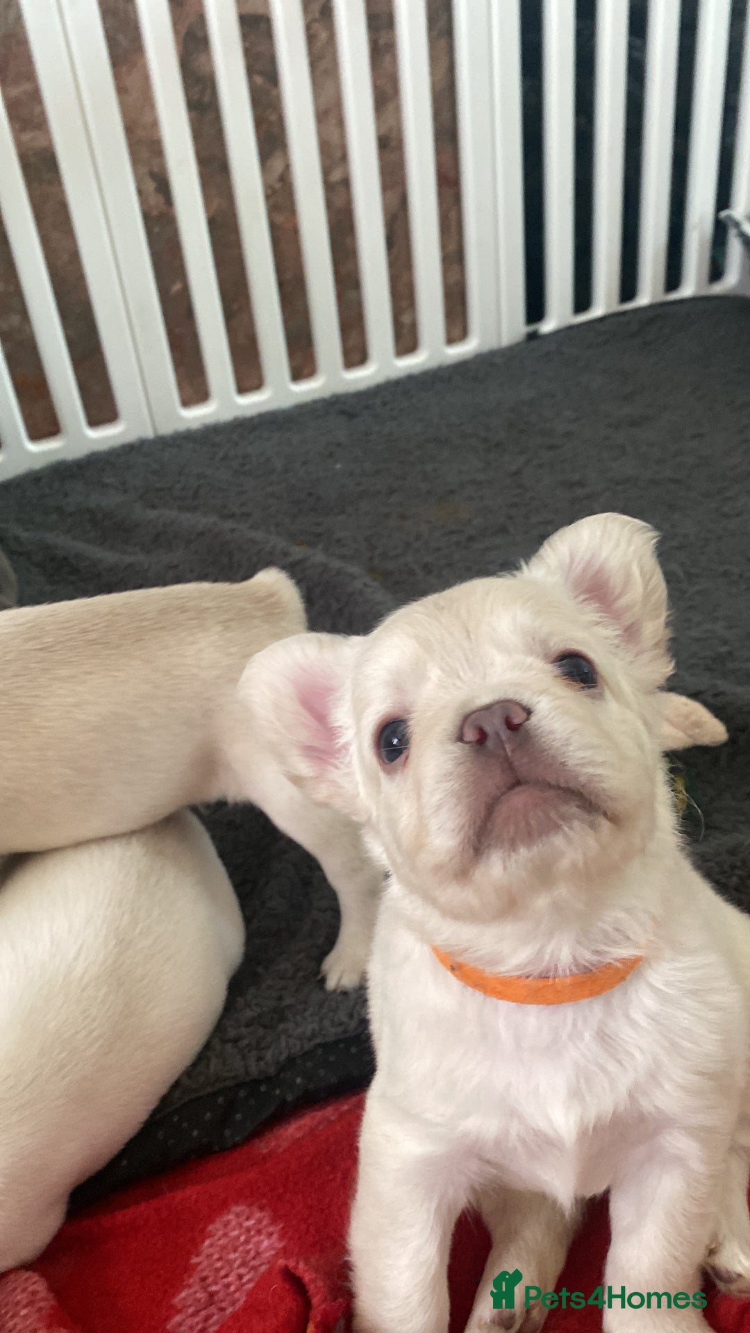 French Bulldog dogs for sale: 5 beautiful Frenchs - Image 4