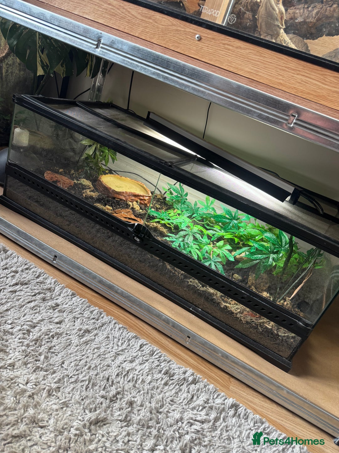 Toad reptiles for sale: Cane toad  - Image 5