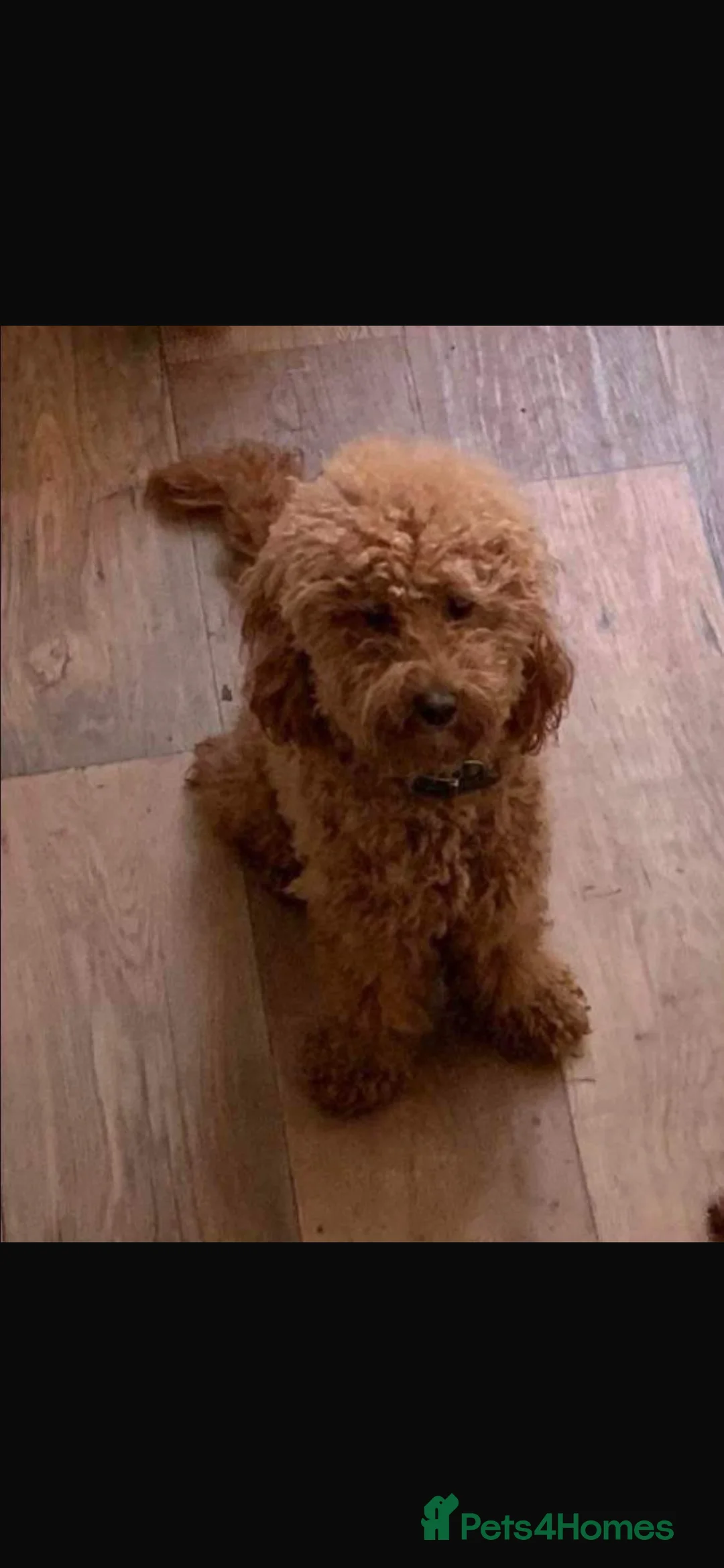 Mini Goldendoodle dogs for sale: Gorgeous litter Mini Goldendoodles, Therapy mum  - Advert 2