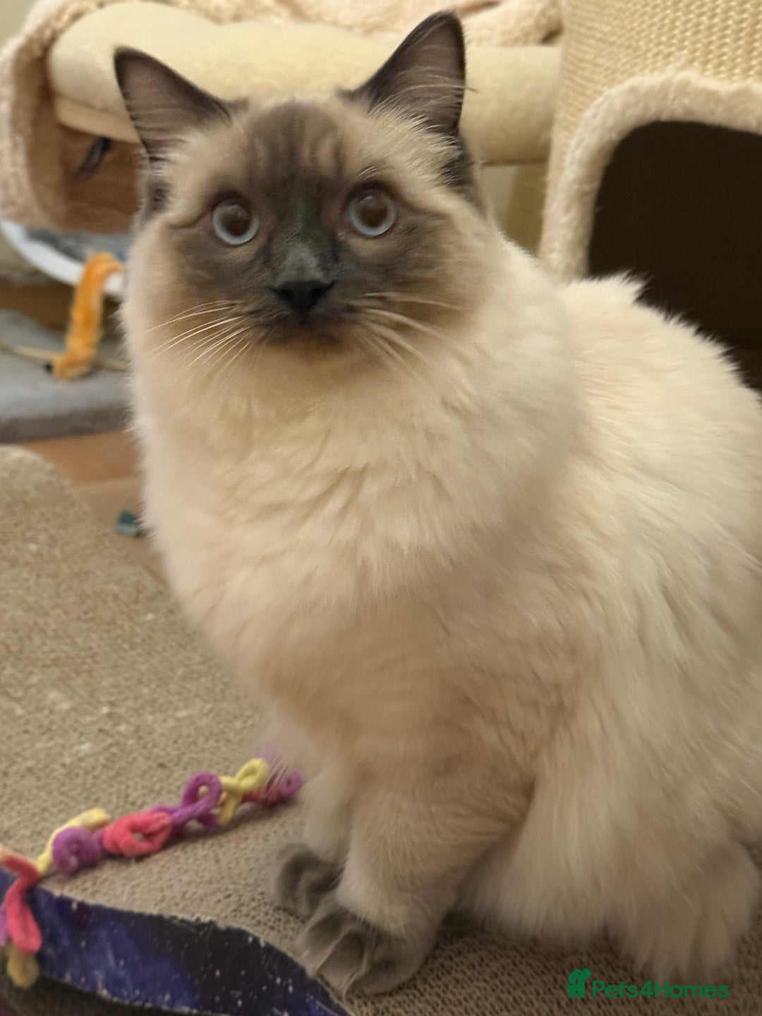 Ragdoll cats for sale: GCCF REGISTERED Ragdoll Kitten Blue Colourpoint - Advert 5