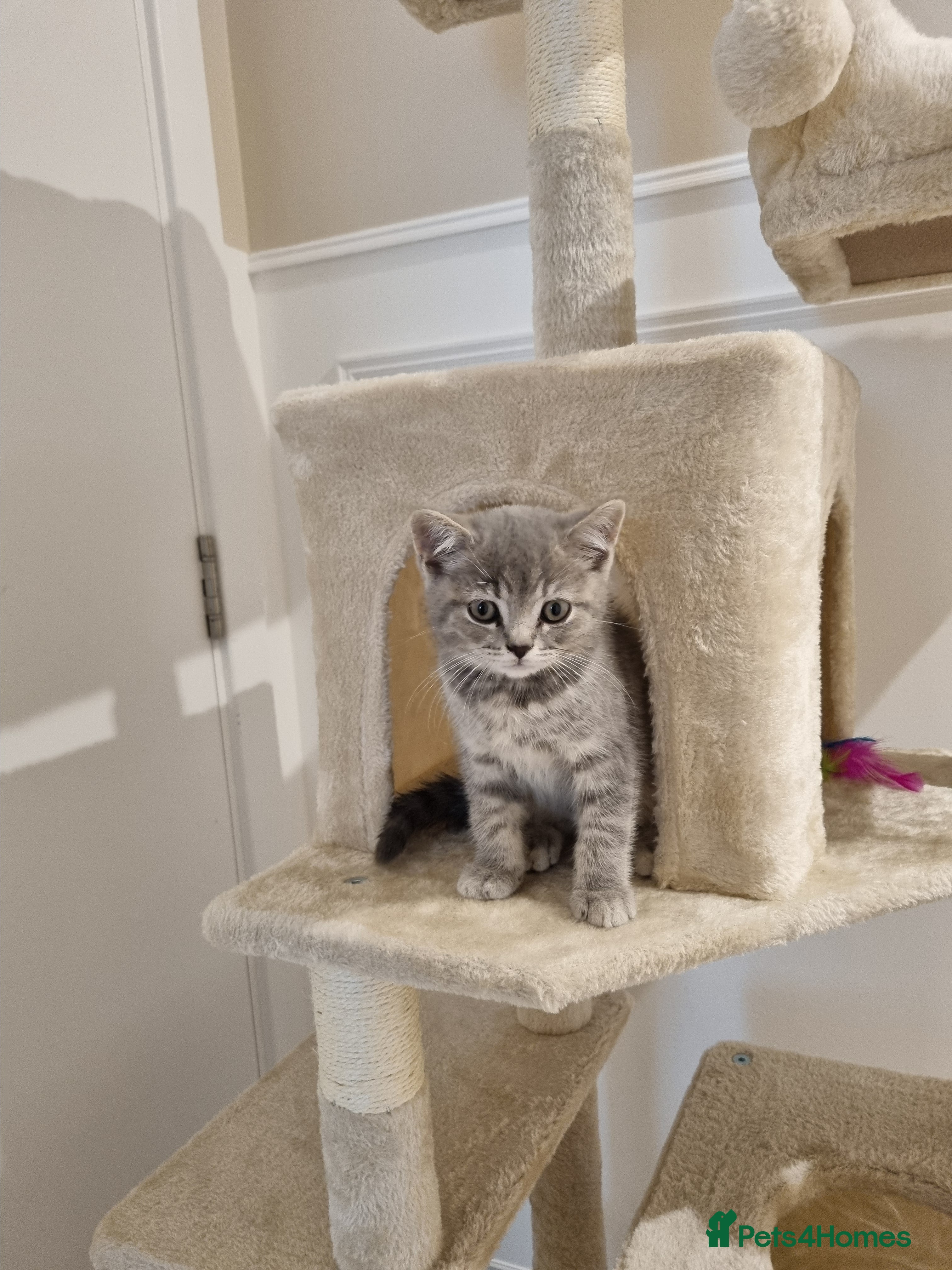 British Longhair cats 12 weeks british short hair  - Advert 5