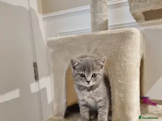 British Longhair cats 12 weeks british short hair - Advert 5