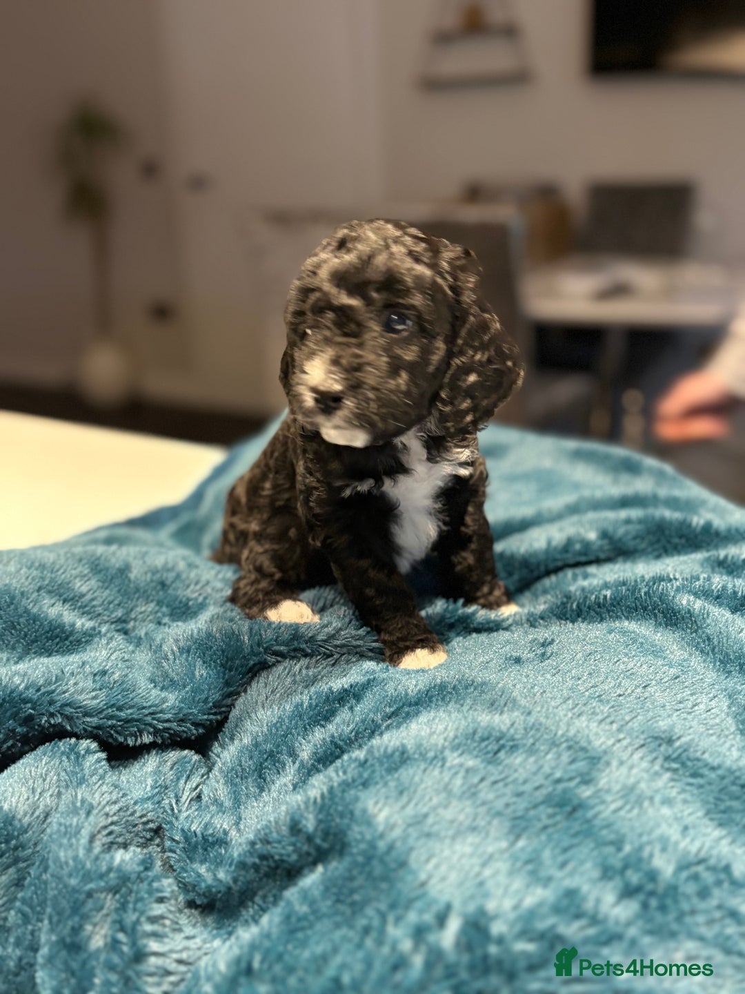 Cockapoo dogs for sale: Super cute cockapoo puppies 🥰 - Advert 19