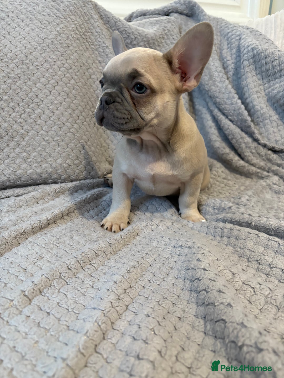 French Bulldog dogs for sale: French bulldog puppies for sale  - Image 8