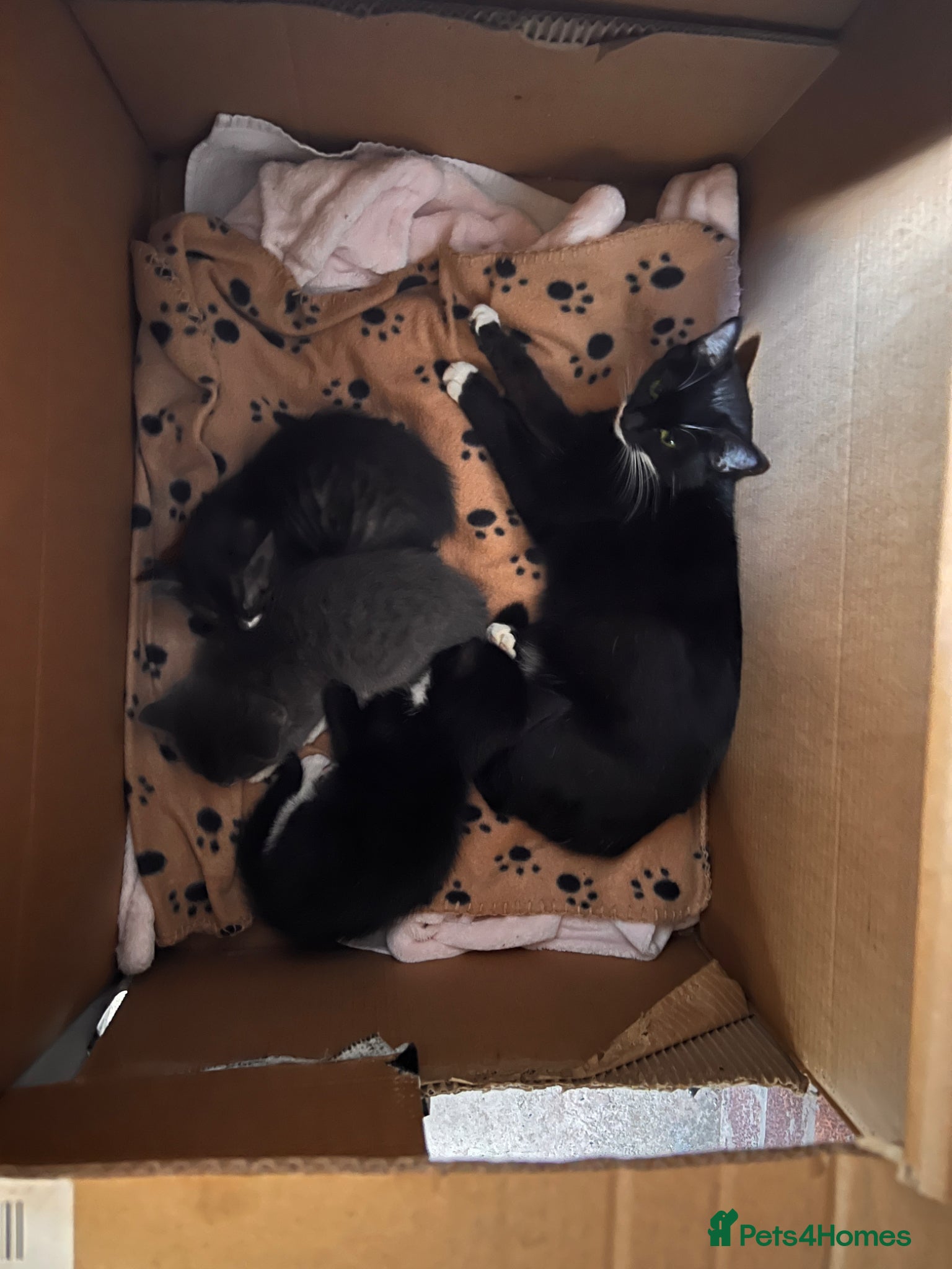 Domestic Shorthair cats for sale: 🐾 Gorgeous Kittens Ready for Loving Homes 🐾 in Nottingham - Advert 8