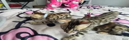 Bengal cats for sale: 😺5 Exceptional Bengal Kittens 😸 male - Advert 14