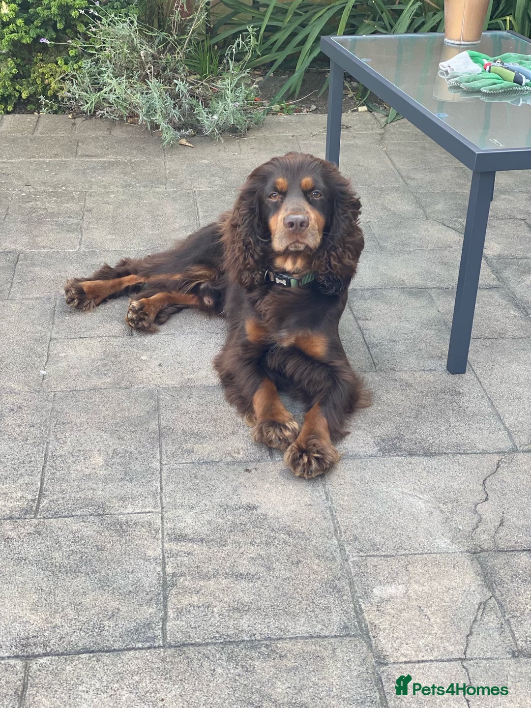 Cocker Spaniel dogs for sale: Tricolour choc and tan cocker spaniels  - Advert 12