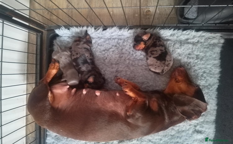 Miniature Dachshund dogs - Advert 1