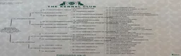 Labrador Retriever dogs for sale: Health Tested Champion Pedigree Pups - Advert 9