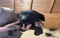 Jackapoo dogs for sale: Beautiful jackapoo - Image 4