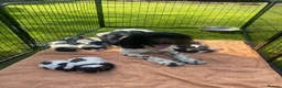 English Springer Spaniel dogs for sale: KC registered English Springer Spaniels - Advert 6