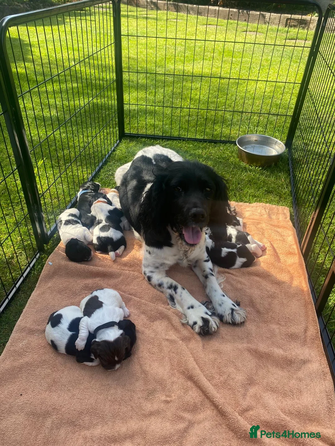 English Springer Spaniel dogs for sale: KC registered English Springer Spaniels - Advert 6
