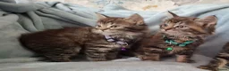 Mixed Breed cats for sale: 3x Beautiful maincoone cross kittens - Advert 7