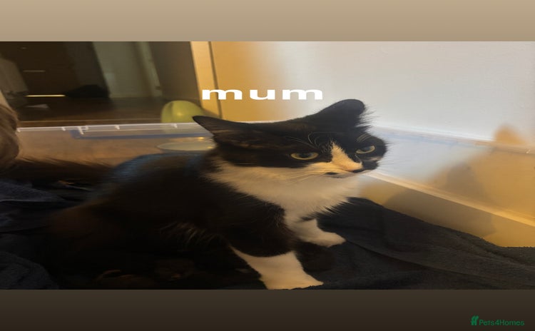 Domestic Shorthair cats - Advert 2