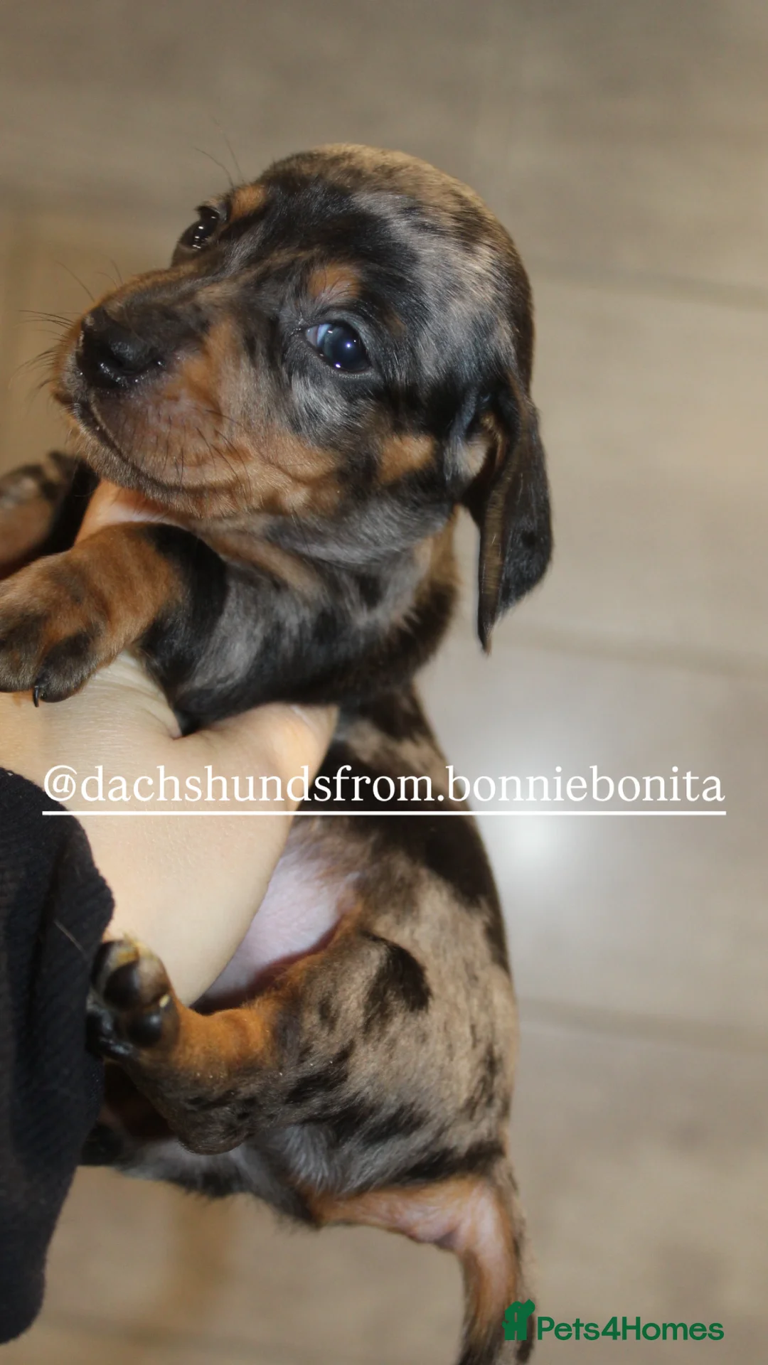 Miniature Dachshund dogs for sale: 🩷✨Available mini PRA clear pups !✨🩷 - Advert 9