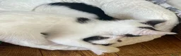 Turkish Van cats for sale: Gorgeous Turkish Van Kittens in Potters Bar - Advert 5