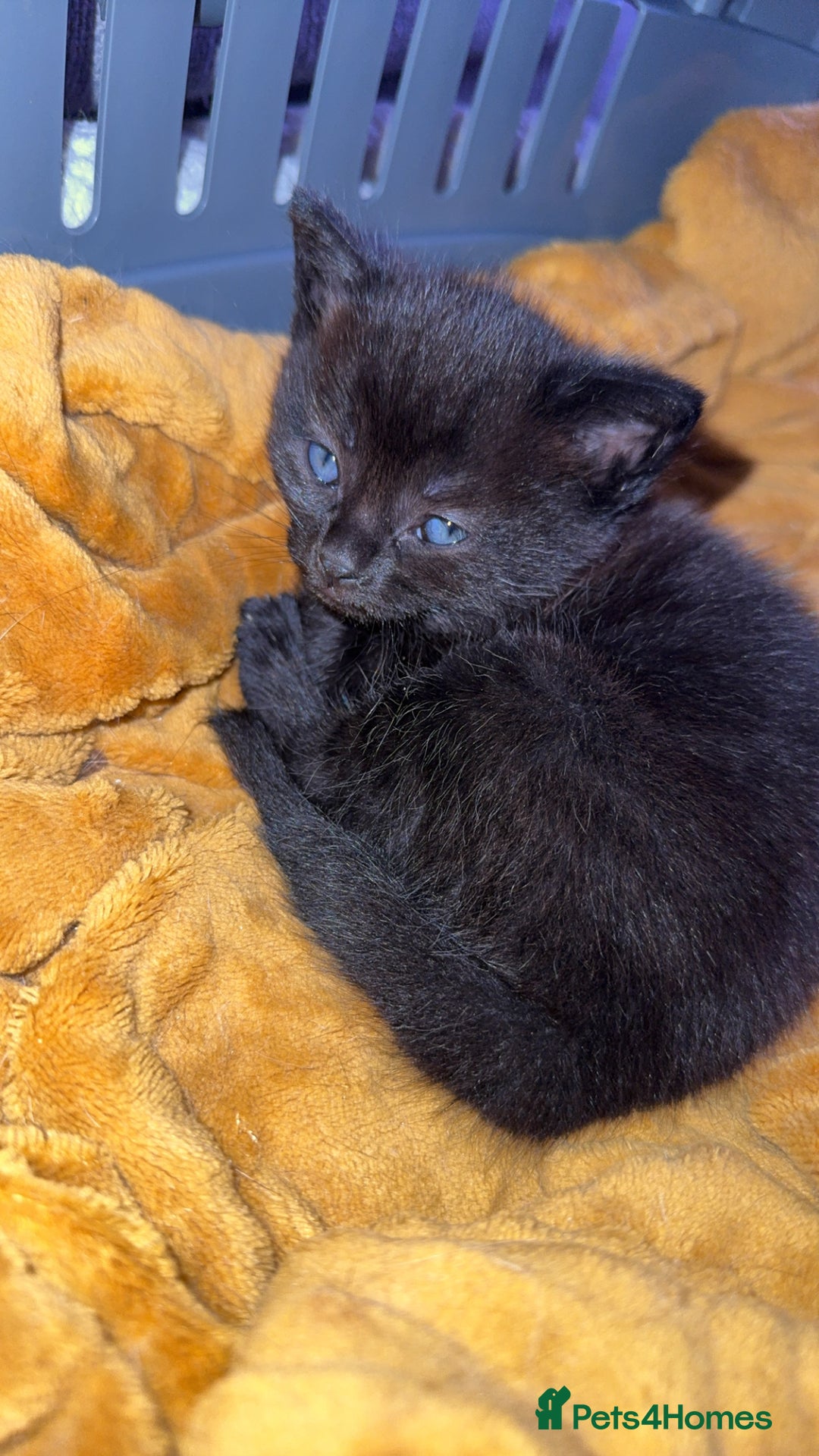 Mixed Breed cats for sale: 1 male kitten available  - Advert 1