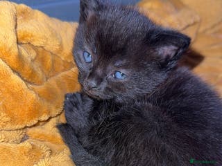 Mixed Breed cats 1 male kitten available - Advert 5