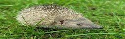 Pygmy Hedgehog rodents for sale: Gorgeous 2026 Lesser Tenrec babies - Advert 8