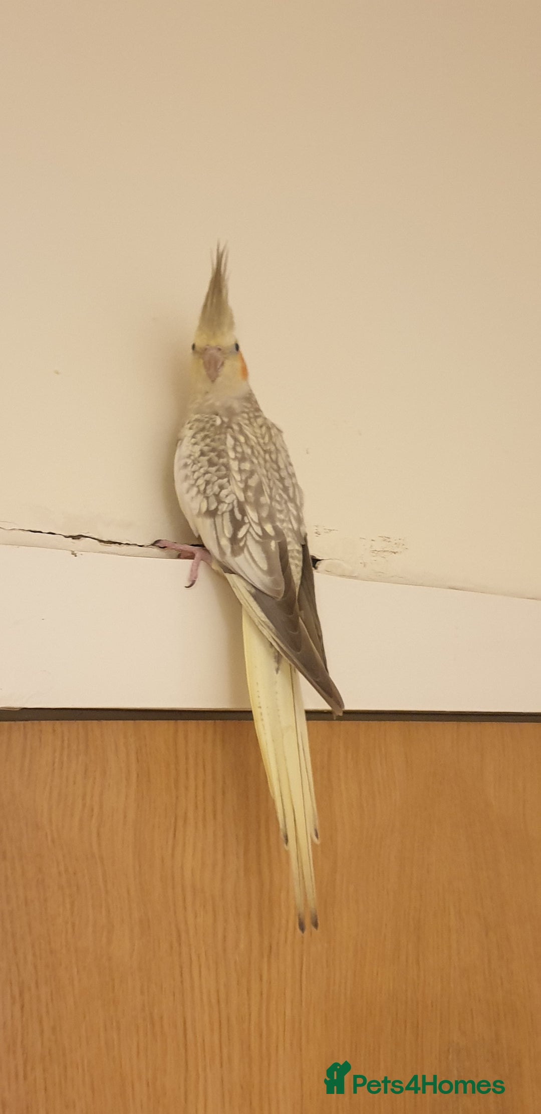 Cockatiels birds for sale: Cockatiel  - Advert 2