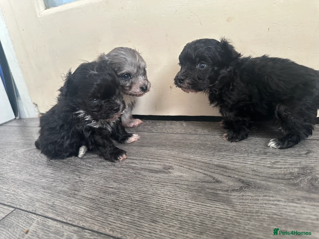 Maltipoo dogs for sale: F1 Toy Maltipoos - Advert 16