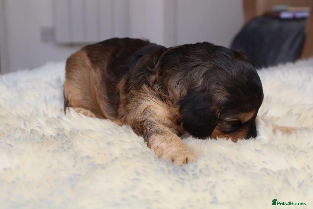 Cockapoo dogs for sale: ELITE COCKAPOOS HAVE 2 F1 COCKAPOO PUPS AVAILABLE - Advert 28