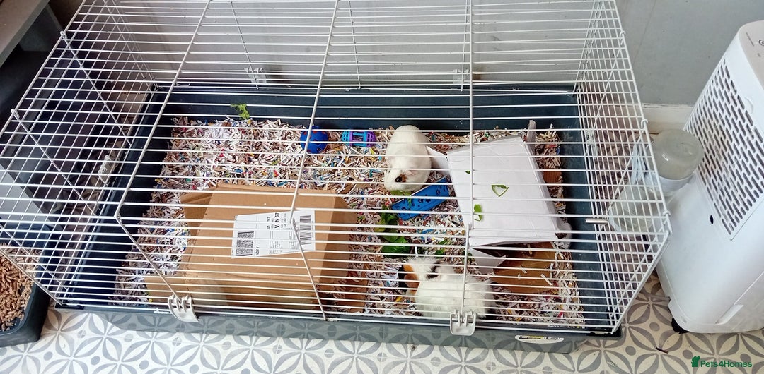 Guinea Pig rodents for sale: 2 male guinea pigs looking for their forever - Image 5