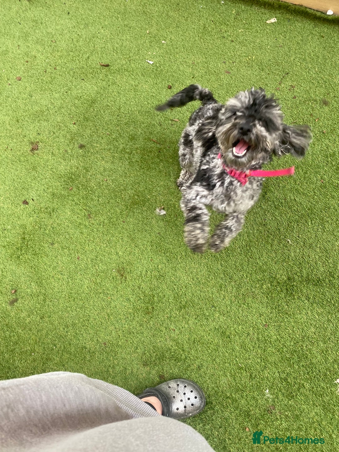 Cockapoo dogs for sale: Cockapoo 2 year old - Advert 4