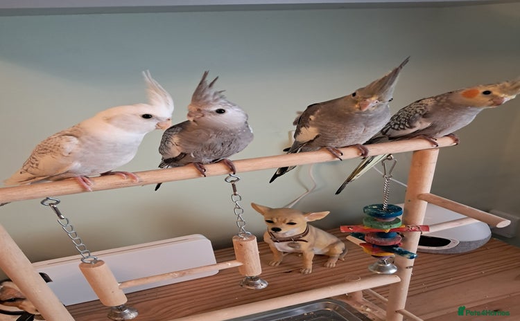 Cockatiels birds - Advert 1